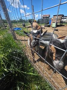 2 buckling goats available Nigerian dwarf/pygmi