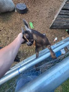 2 buckling goats available Nigerian dwarf/pygmi - Photo 2