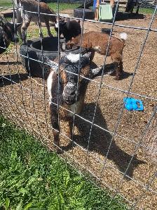 2 buckling goats available Nigerian dwarf/pygmi - Photo 3