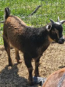 2 buckling goats available Nigerian dwarf/pygmi - Photo 4