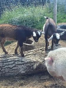 2 buckling goats available Nigerian dwarf/pygmi - Photo 5