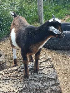 2 buckling goats available Nigerian dwarf/pygmi - Photo 6