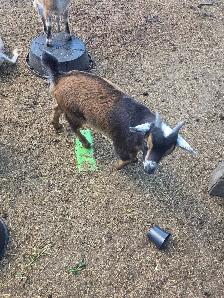 2 buckling goats available Nigerian dwarf/pygmi - Photo 7
