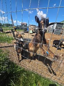 2 buckling goats available Nigerian dwarf/pygmi - Photo 8