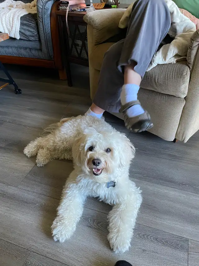 Poodle/Havanese male dog