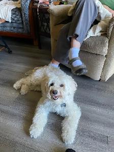 Poodle/Havanese male dog
