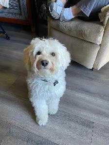 Poodle/Havanese male dog - Photo 2