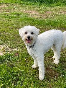 Poodle/Havanese male dog - Photo 3