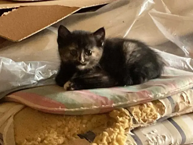 Chatons à adopter