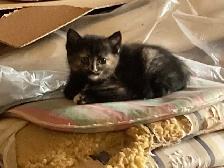 Chatons à adopter