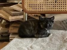 Chatons à adopter - Photo 2