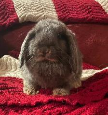 Holland Lop Bunny Ready To Hop To His Loving Home! ❤️