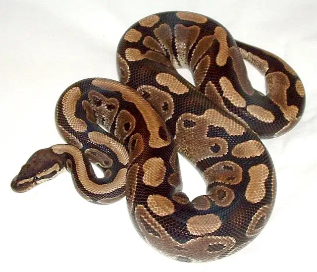 ball python’s for sale