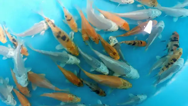 Baby Koi fish for sale