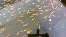 Baby Koi fish for sale - Photo 2