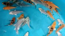 Koi fish for sale - Photo 6