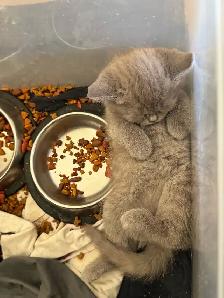 Scottish fold Siamese kittens - Photo 4