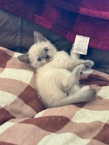 Scottish fold Siamese kittens - Photo 5