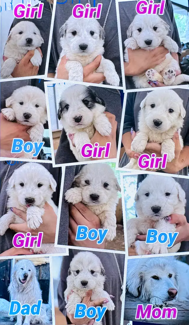 Great Pyrenees/Kangal Mix Puppies Available