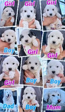 Great Pyrenees/Kangal Mix Puppies Available