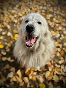 Great Pyrenees/Kangal Mix Puppies Available - Photo 2