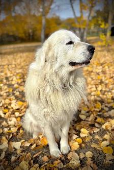Great Pyrenees/Kangal Mix Puppies Available - Photo 3