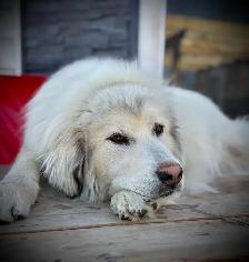 Great Pyrenees/Kangal Mix Puppies Available - Photo 4
