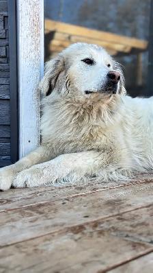 Great Pyrenees/Kangal Mix Puppies Available - Photo 5