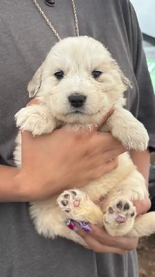 Great Pyrenees/Kangal Mix Puppies Available - Photo 6