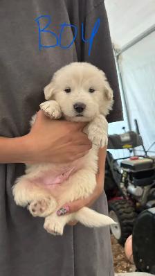 Great Pyrenees/Kangal Mix Puppies Available - Photo 7