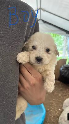 Great Pyrenees/Kangal Mix Puppies Available - Photo 8
