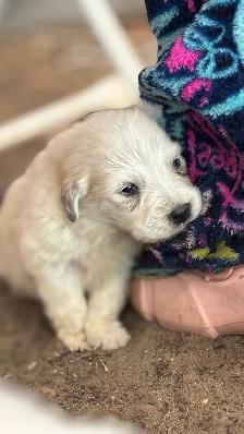 Great Pyrenees/Kangal Mix Puppies Available - Photo 9