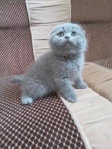 Scottish Straight and Scottish Fold kittens CCA/AFC registered - Photo 4