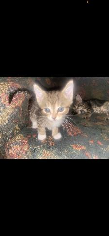 Seven Adorable Kittens Available to Re-Home - Photo 2