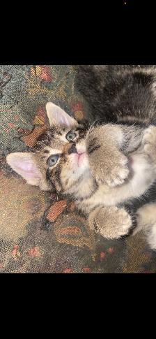 Seven Adorable Kittens Available to Re-Home - Photo 3