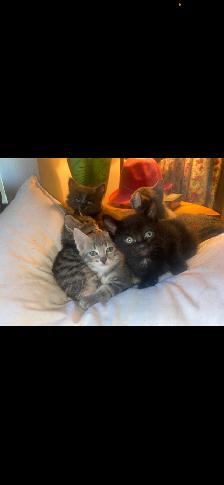 Seven Adorable Kittens Available to Re-Home - Photo 4