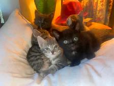 Seven Adorable Kittens Available to Re-Home - Photo 6