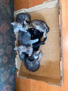 Seven Adorable Kittens Available to Re-Home - Photo 7