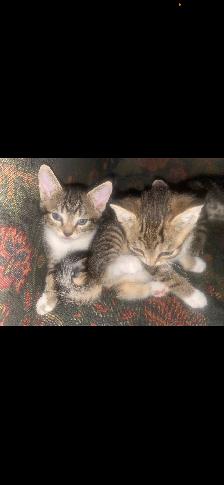 Seven Adorable Kittens Available to Re-Home - Photo 8