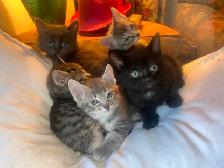 Seven Adorable Kittens Available to Re-Home - Photo 9