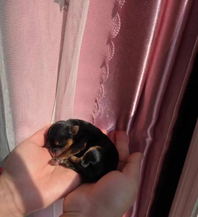 Adorable  Yorkipoo
