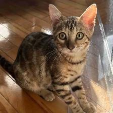 chaton Bengal