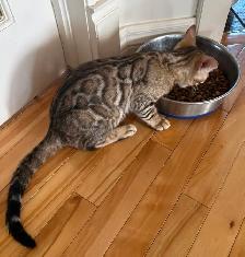 chaton Bengal - Photo 2