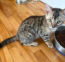 chaton Bengal - Photo 3