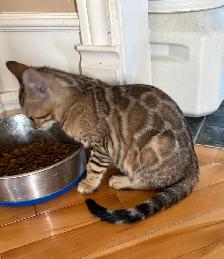 chaton Bengal - Photo 5