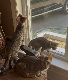 chaton Bengal - Photo 6