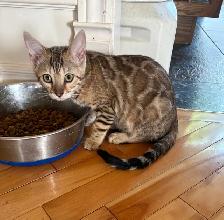 chaton Bengal - Photo 7