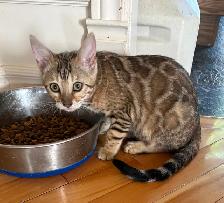 chaton Bengal - Photo 8