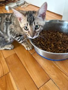 chaton Bengal - Photo 9