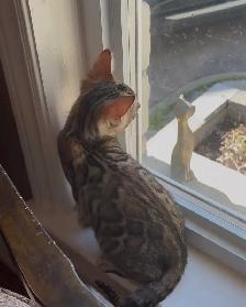 chaton Bengal - Photo 10